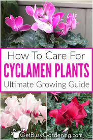 Cyclamen Plant Care Guide How To Care And Look After Cyclamen Plants Plant Care Long Lasting Flower