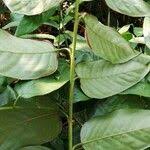 Image result for Marantochloa congensis