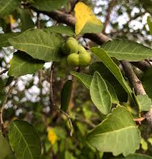 Image result for Spirostachys