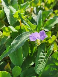 Image result for Commelina albescens