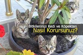bitkileri kedi ve kopeklerden korumak icin neler yapilmali
