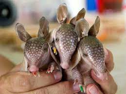 Do You Know Me We Are Baby Armadillos Cute Baby Animals Cute Animals Animals Beautiful