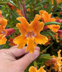 Image result for Mimulus