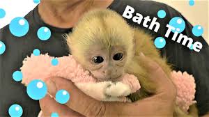 Baby capuchin monkey pillow case. Baby Monkey Takes Her Very First Bath Youtube