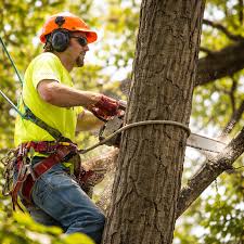 Tree Service Cleveland & Columbus, OH | Premier Tree Specialists