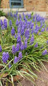 Check spelling or type a new query. Grape Hyacinth How To Manage Gardening