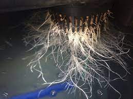 Check spelling or type a new query. How To Save Your Hydroponic Plant From Root Rot Nosoilsolutions