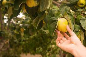 Niederbayern quitten reifezeit quitten reifezeit. Quittenernte Wann Ist Die Beste Erntezeit Fur Quitten