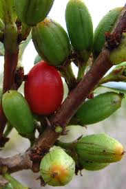 Image result for Erythroxylaceae