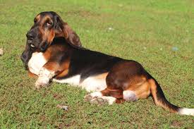 Image result for basset hound