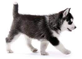 See more of florida puppies on facebook. 1 Siberian Husky Puppies For Sale In Florida Uptown