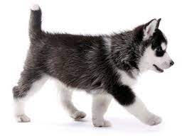 Pomsky and husky puppies for sale and adoption. 1 Siberian Husky Puppies For Sale By Uptown Puppies