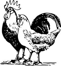 Black And White Hen Clipart Publicdomainvectors Org Poultry Drawing Animal Clipart Animals Drawings