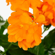 Image result for Crossandra puberula