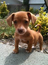 Great savings & free delivery / collection on many items. Collie Puppies For Sale In Pittsburgh Pa The Y Guide