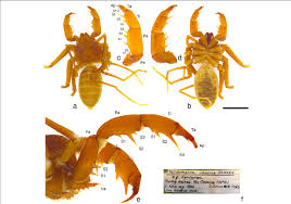 Image result for Parkeriaceae