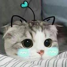 Pin De Ilya Nur Em Kawai Cats Em 2020 Fotos De Animais Engracados Memes De Animais Fofos Gatinhos Fofos
