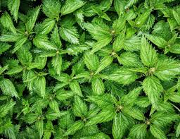 Stinging nettle is a plant that grows in north america, europe, and africa. Fermented Stinging Nettle Tea Recipe And Steps To Prepare And Use It