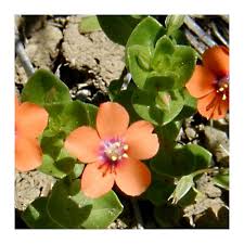 Image result for Anagallis barbata