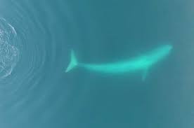 Antarctic blue whale next to boat. Nearly A Century After Being Extirpated Blue Whales Are Moving Back To South Georgia Island