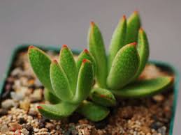 Image result for Crassula alsinoides