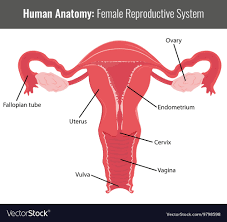 Go through the diagram given for male and female reproductive system and understand the function various male and female reproductive organs are susceptible to cancer. Anatomy Of Female Reproductive Organs Anatomy Drawing Diagram