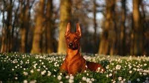 خلفيات دوبرمان Hd Dogs Dog Wallpaper Animals