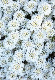 Candytuft Iberis Planting And Care