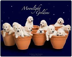 Maybe you would like to learn more about one of these? Moonlight Goldens Home Facebook