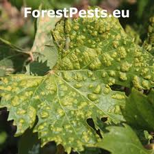 Image result for Uncinula necator