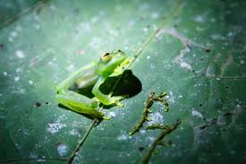 Image result for glass frog