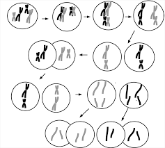 Meiosis has produced 4 daughter cells, each with 1 set of chromosomes and 1 set of dna. Meiosis Study Guide
