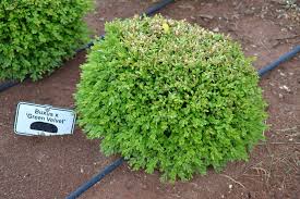 This boxwood is pollution tolerant as well as pest, deer, rabbit, and disease resistant! Frost Or Freeze Damage And How To Manage It Newgen Boxwood
