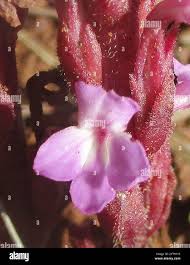 Image result for Striga gesnerioides