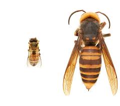 They are very interesting insects. Protecting Pollinators From A New Threat First Ever U S Sightings Of Asian Giant Hornet Usda