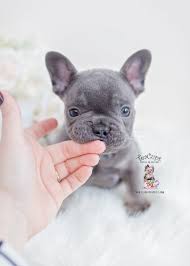 This is our blue and tan french bulldog stud gizmo. Blue And Tan French Bulldogs Teacup Puppies Boutique