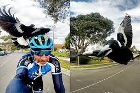 They're a gardener's dream, a cyclist's nightmare, and according to the guardian's poll, australia's bird of the year. Watch Magpie Attacks Cyclist In Australia Government Urges Riders To Take Extra Precautions Cycling Weekly