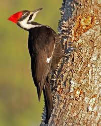 Birds Native To North Carolina North Carolina Woodpeckers Birds Woodpecker Backyard Birds