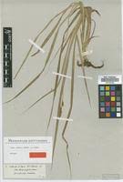 Image result for Carex steudneri