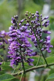 Image result for Lonchocarpus