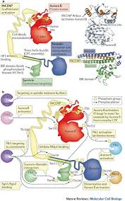 The cpc, located in college park maryland, is a part of the national weather service, predicting climate variability and monitoring of the global climate. The Chromosomal Passenger Complex Cpc From Easy Rider To The Godfather Of Mitosis Nature Reviews Molecular Cell Biology