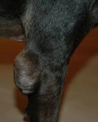This will prevent the patches of hair loss on elbows and hocks when laying down. Ask A Vet Help My Dog Has Crusty Elbows Dog Discoveries