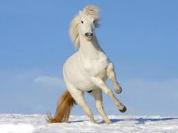 1920x1080 beautiful white horse standing up wallpaper hd 1080p for desktop | horse wallpaper, horses, beautiful horses download 1920x1080 white, horses, animals :: Horses White Horse Horses Wallpapers Pictures Hd For Hd 16 9 High Desktop Background