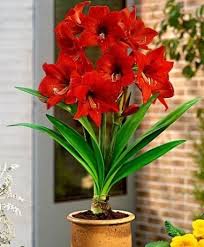 Pin By Nana On Amaryllis Cottage Bulb Flowers Amaryllis Plant Amaryllis Flowers