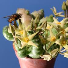 Image result for Piaranthus atrosanguineus