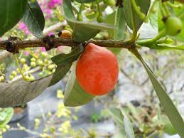Image result for Garcinia livingstonei