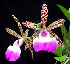 Image result for Cyphia richardsiae