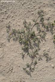 Image result for Lotononis stipulosa