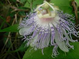 Check spelling or type a new query. File File Passiflora Incarnata 3 Jpg Wikipedia