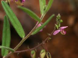 Image result for Polygala sphenoptera